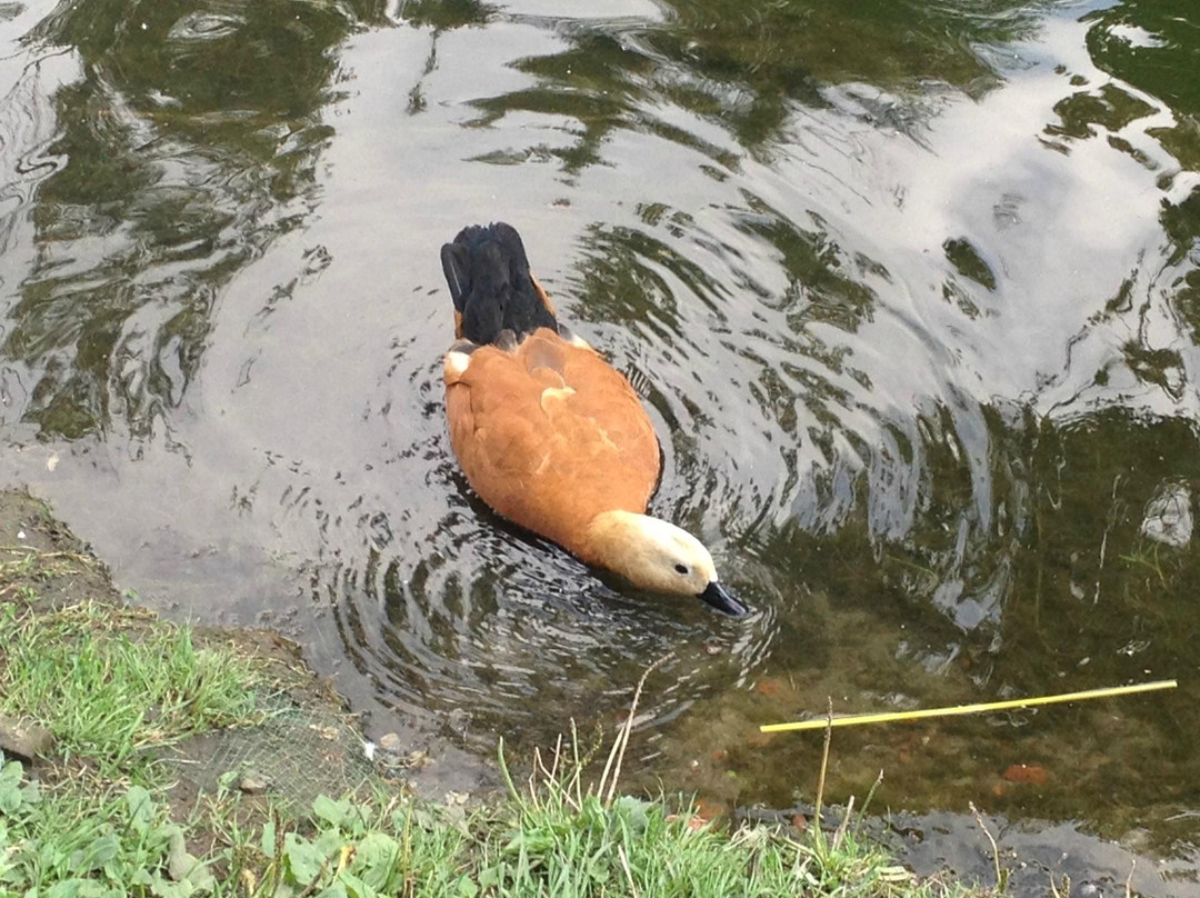 高尔基公园-莫斯科必去景点