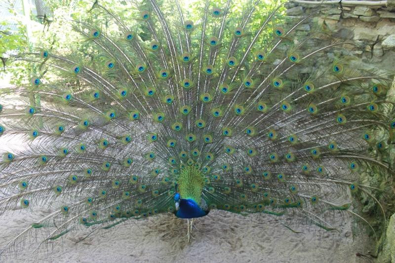 Tierpark Fasanerie