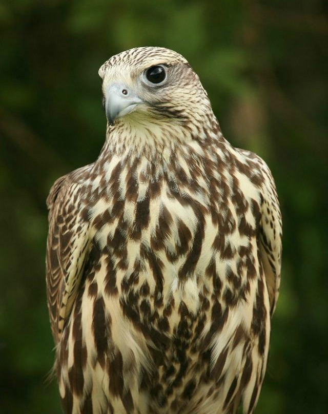 Ben Long Falconry Courses and Experience Days-Quedgeley必去景点