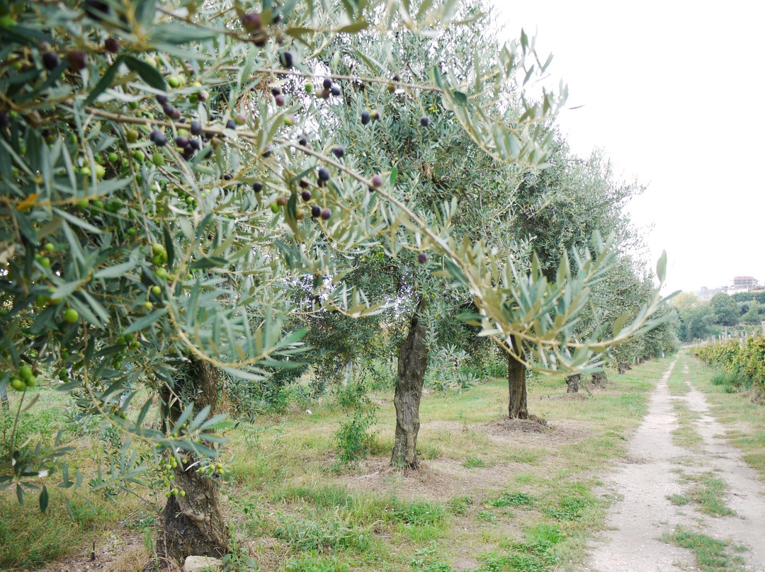 Tenuta Monte Sant'Angelo主图