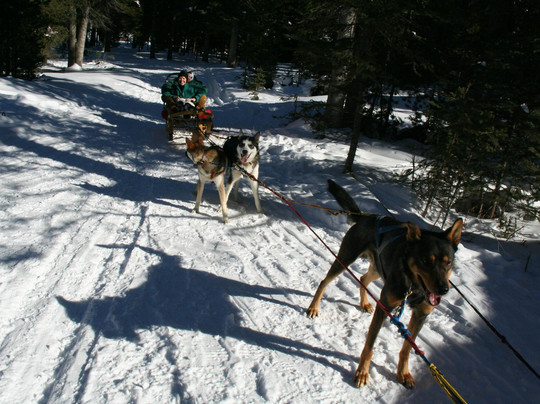 Klondike Dreams Sled Dog Rides-西黄石镇必去景点
