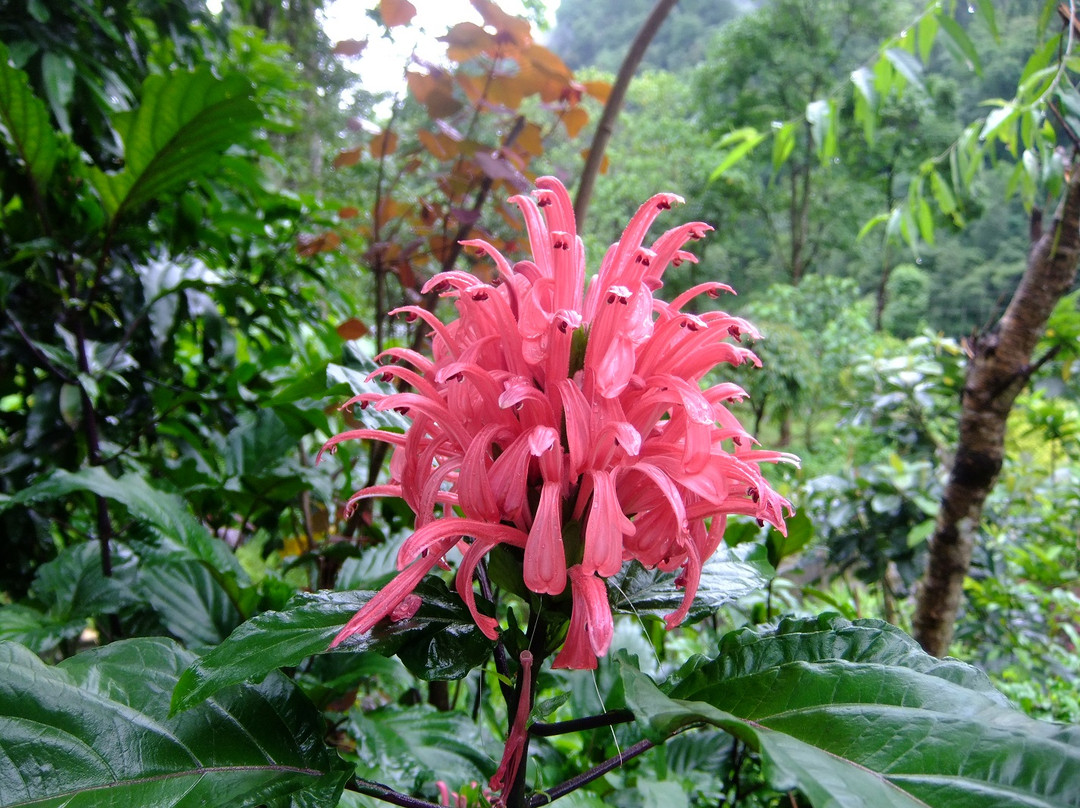 Sewaro Rock Garden-Pelling必去景点