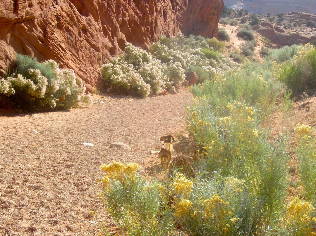 Wire Pass Trail (Buckskin Gulch Access)-卡纳布必去景点