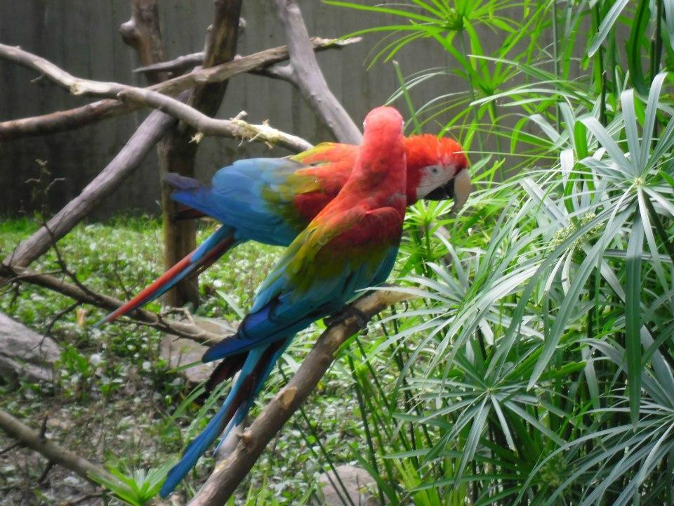 Parque Zoológico Caricuao景点图片