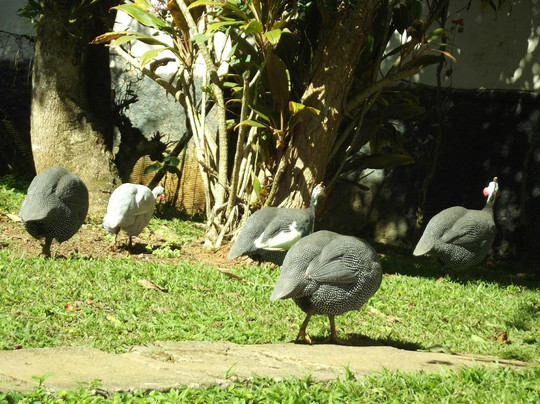 Fazenda Angolana-Canguera必去景点