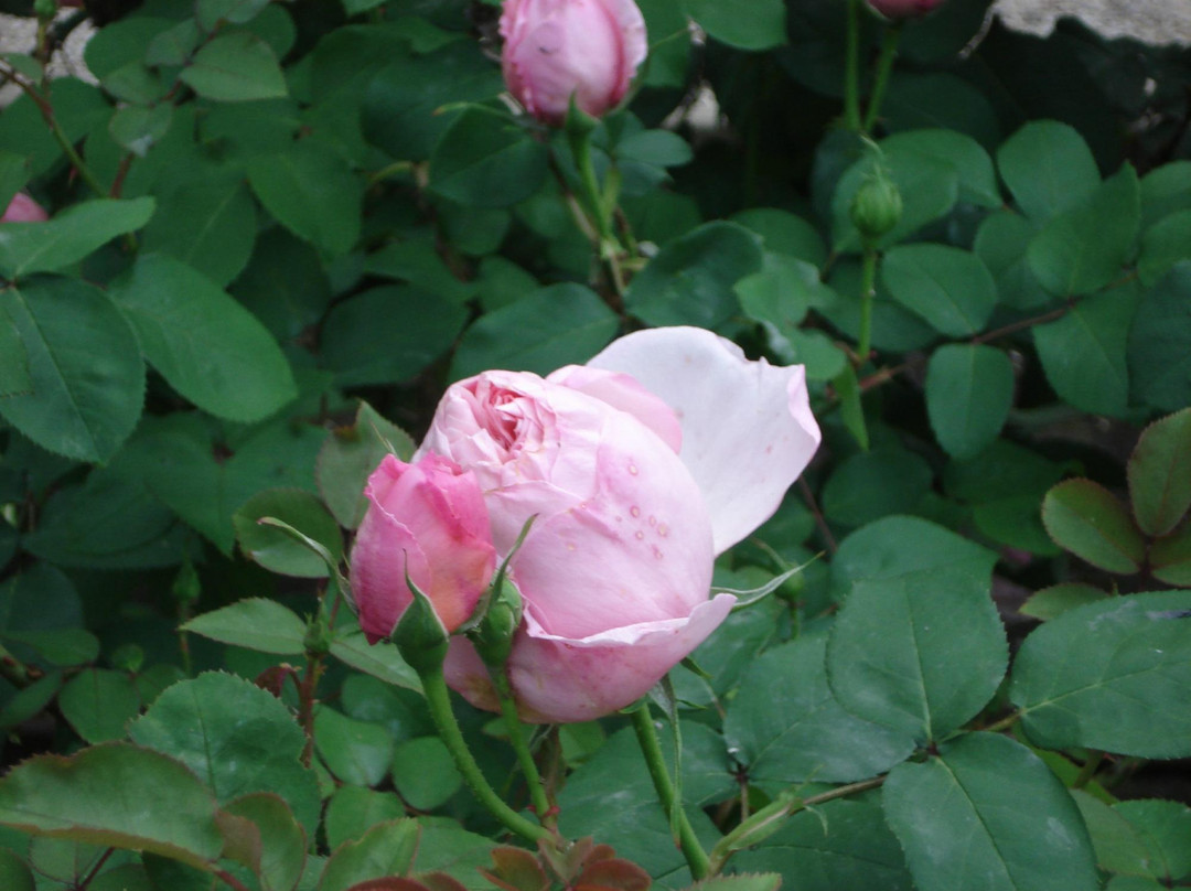 Roseto di San Giovanni景点图片