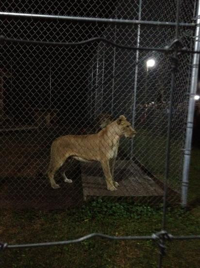 Catty Shack Ranch Wildlife Sanctuary-杰克逊维尔必去景点