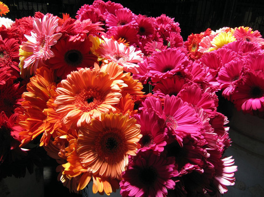 San Francisco Flower Mart-旧金山必去景点