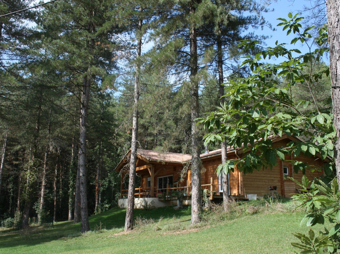 Murmures d'Arbres