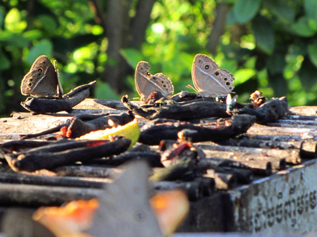 女王蝴蝶园-暹粒必去景点