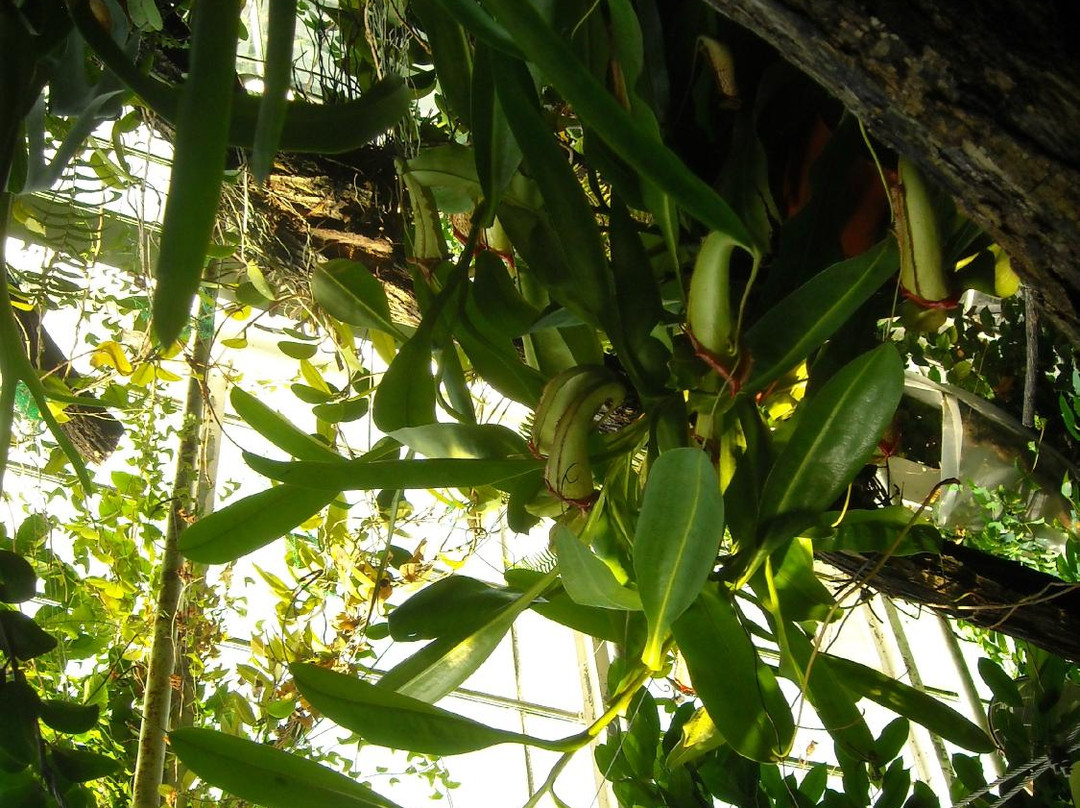 Palmiarnia Poznanska (Palmenhaus Poznan)-波兹南必去景点
