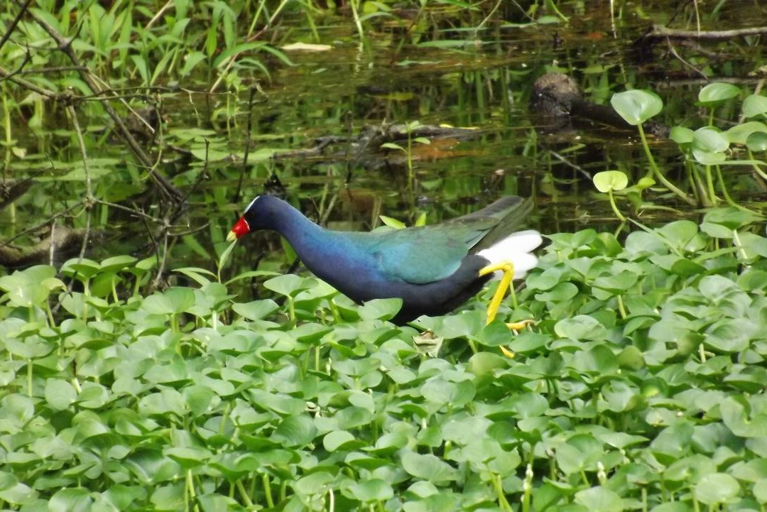 MiniZoo y Jardín Yori景点图片