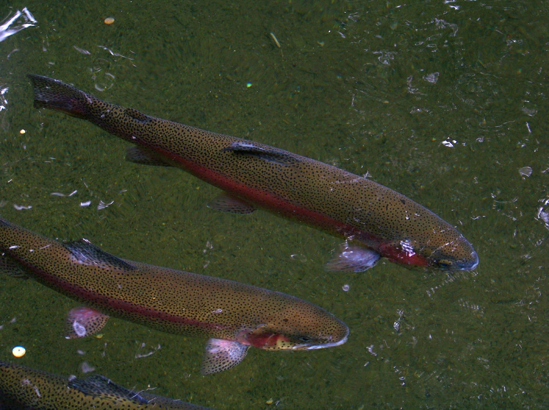 Sturgeon Viewing Pond and Interpretive Center-Cascade Locks必去景点