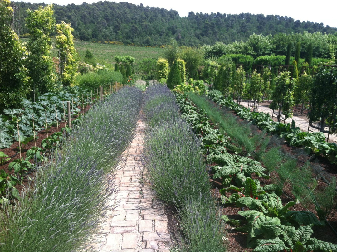 Wine in Provence景点图片