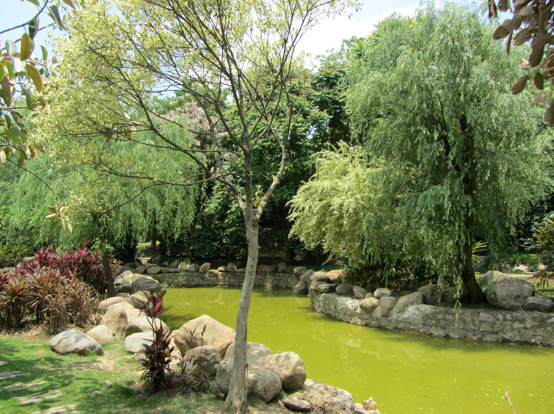 金花茶公园景点图片