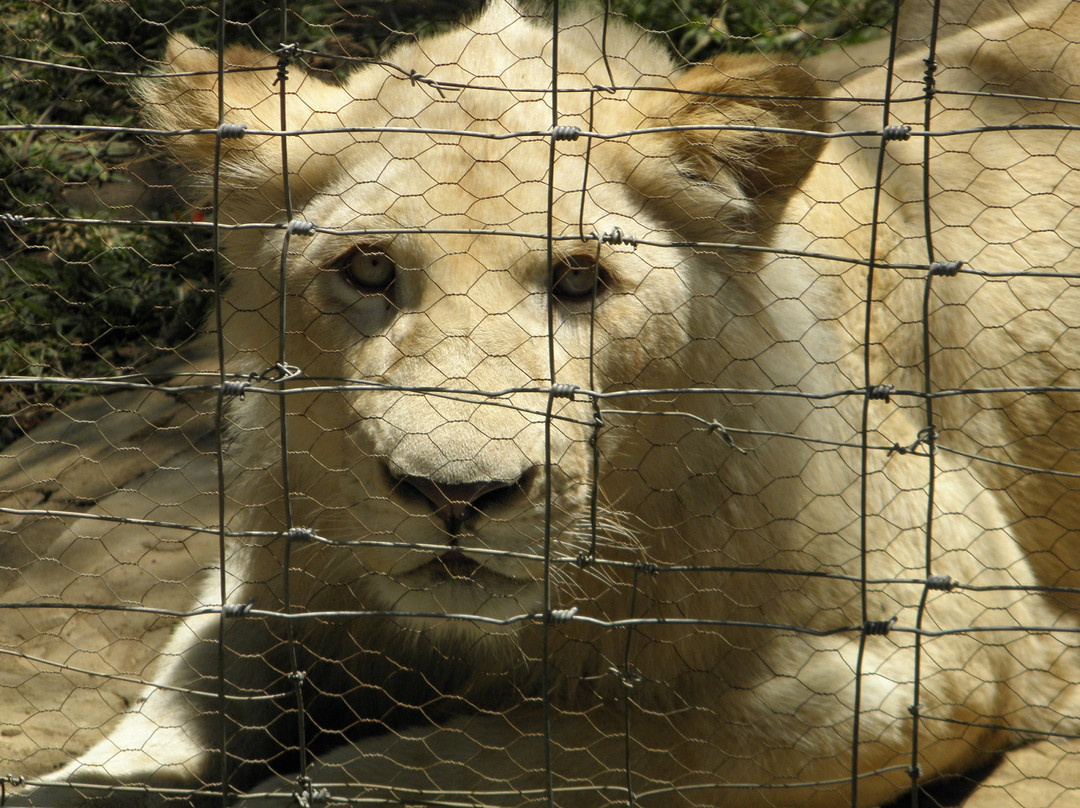 Parays Game Ranch-卢萨卡必去景点