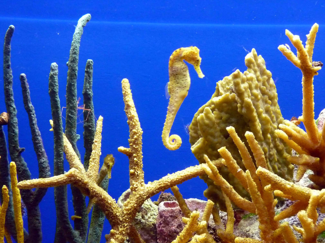 蒙特利湾水族馆-蒙特雷必去景点