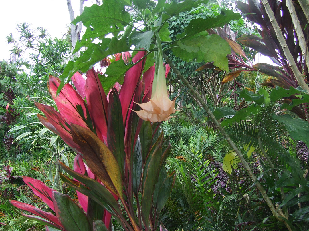 Princeville Botanical Gardens-普林斯维尔必去景点