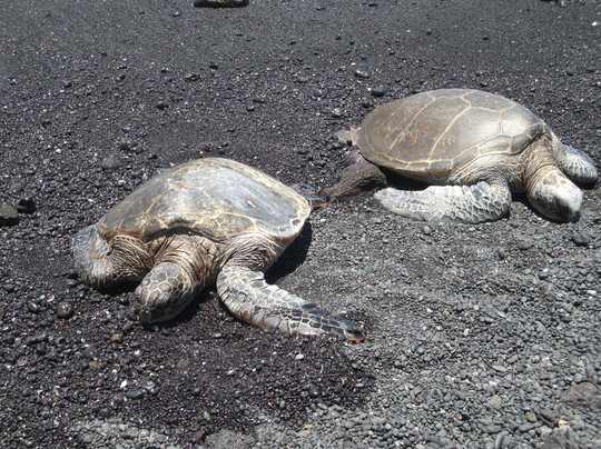 C Big Island Tours-希洛必去景点