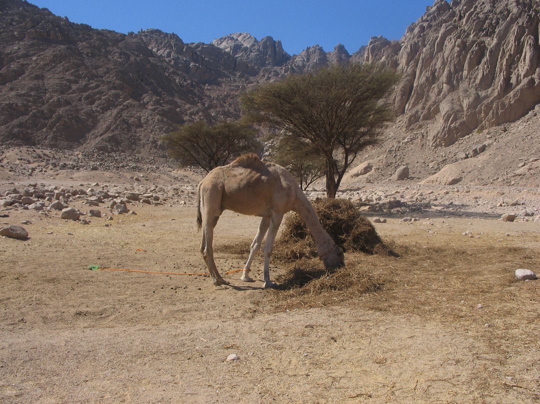 Sahara Desert-New Valley Governorate必去景点