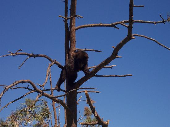 Bear Country USA-拉皮德城必去景点