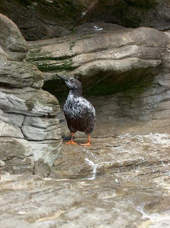 Oregon Coast Aquarium-纽波特必去景点