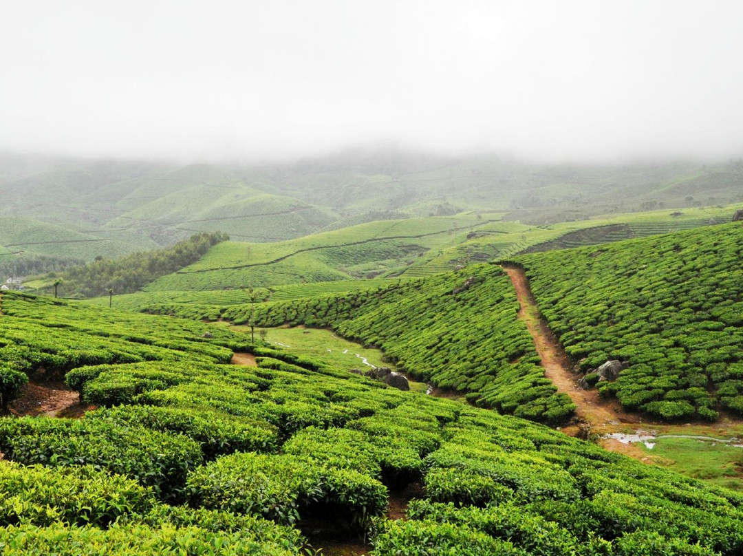 Travspire Private Day Tours-柯钦必去景点