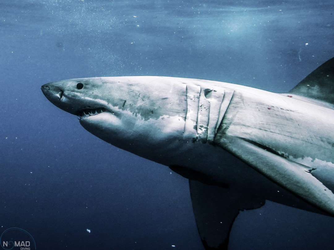 Nomad Diving-拉巴斯必去景点