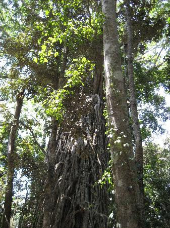 Bandicoot Bicycle Tours-Holloways Beach必去景点