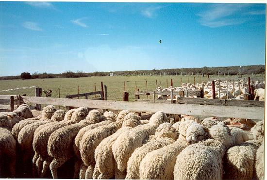 Bordes de Patagonia, turismo en una estancia a orillas del mar.-马德林港必去景点