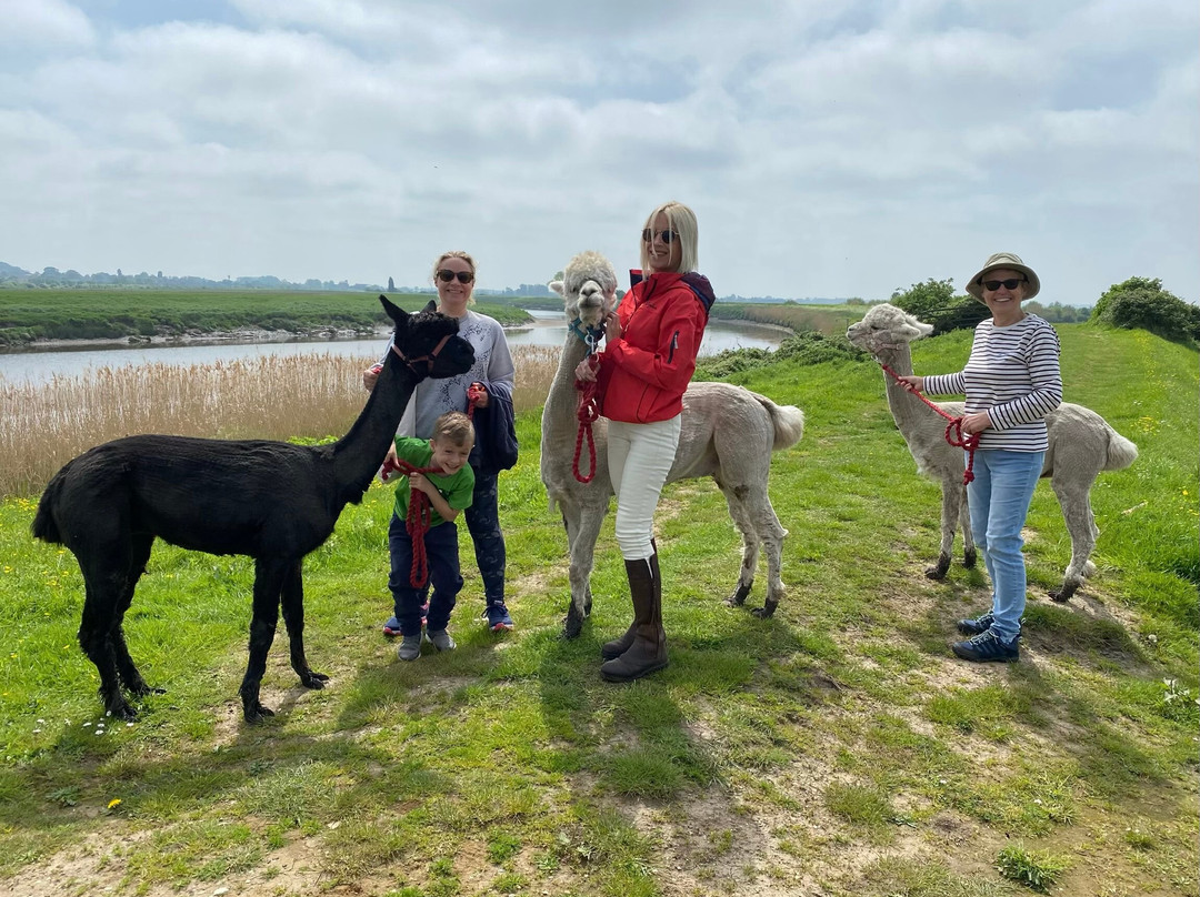 Alice's Alpacas景点图片