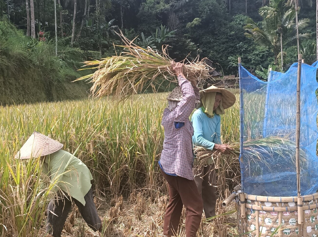 Ubud Bali Made Tour-乌布必去景点