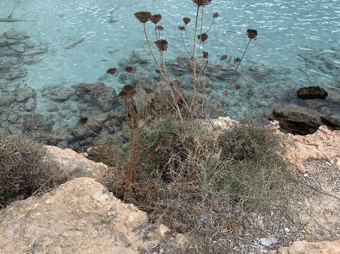 S'Arenal Gros景点图片