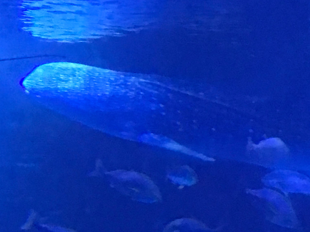 Notojima Aquarium景点图片