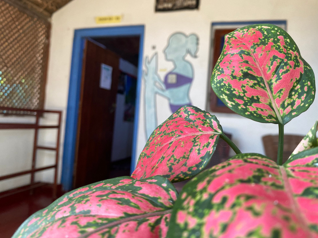 Star Rest Surf Camp主图