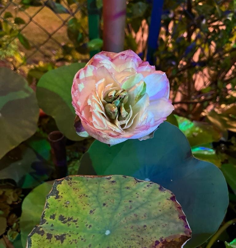 Prachita's Green Field Resort