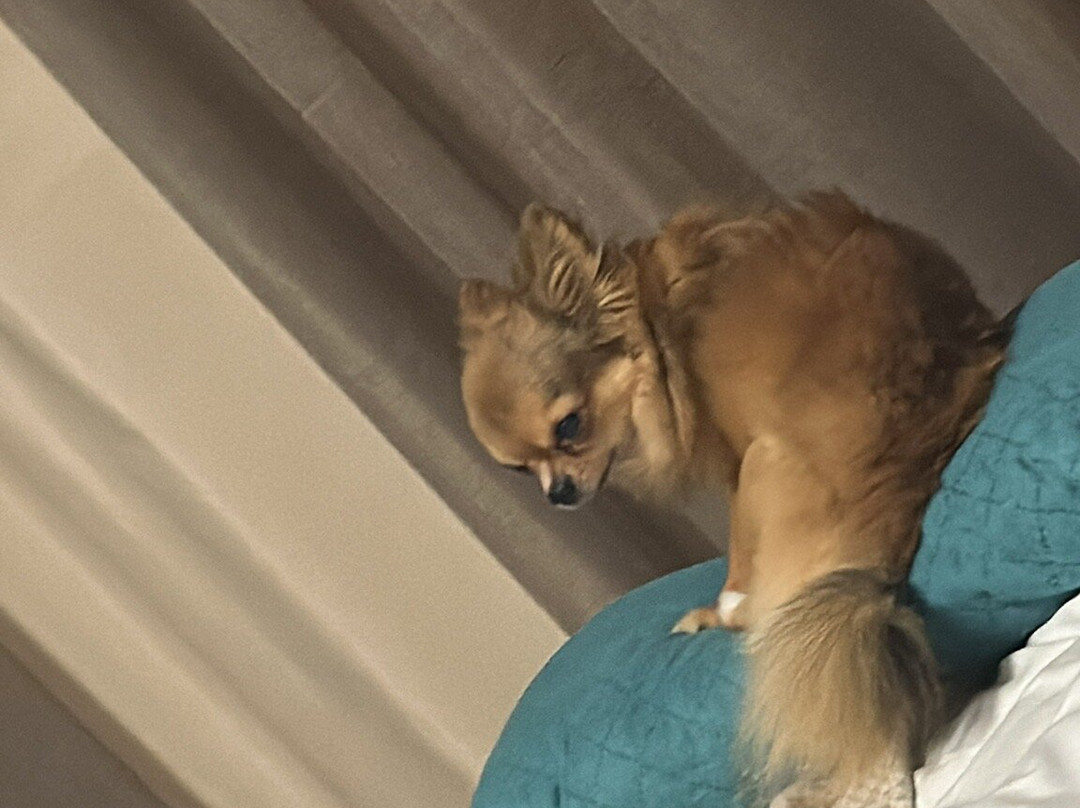 Dubai Apart Hotel主图