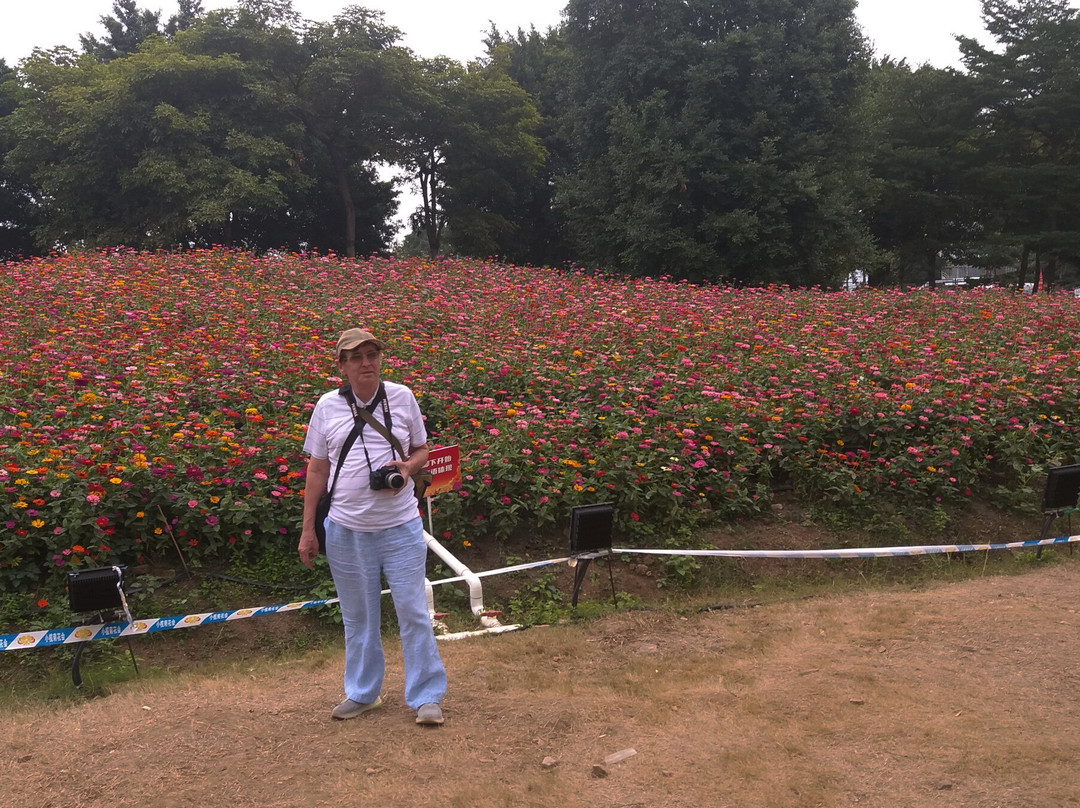 菊城金瓣-中山市必去景点