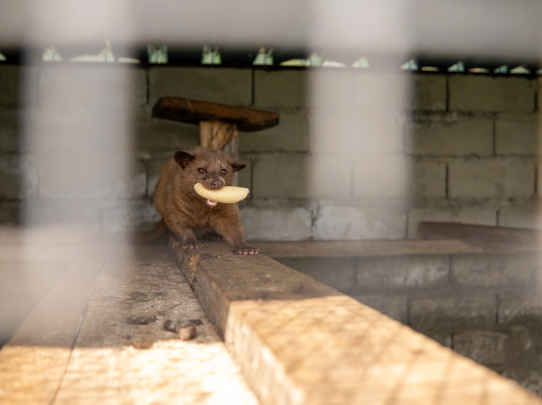Wanagiri Coffee Plantation Bali And Luwak Coffee景点图片