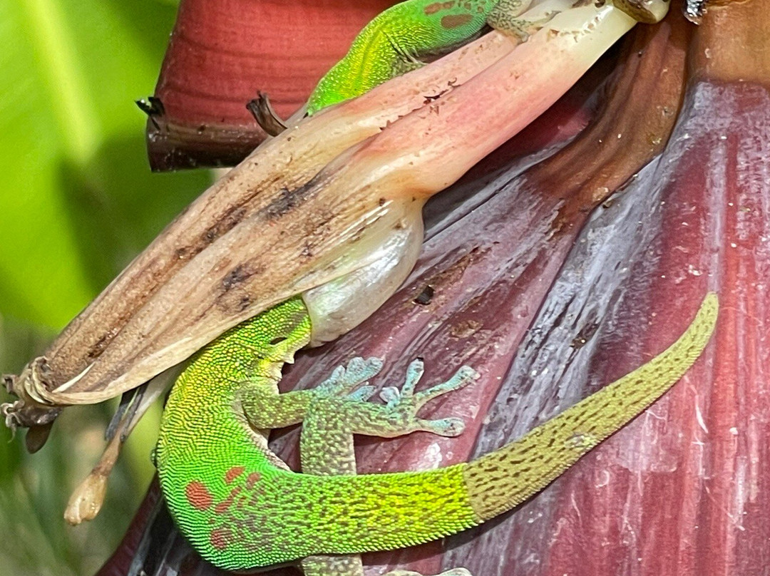 冲浪车-火奴鲁鲁必去景点