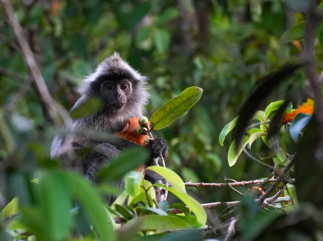 Orangutan Trekking Tours-Pangkalan Bun必去景点