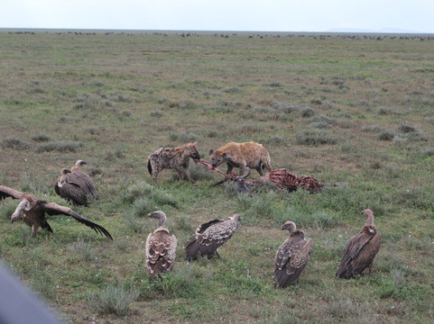 A TO ZEBRA EXPERIENCE-阿鲁沙必去景点
