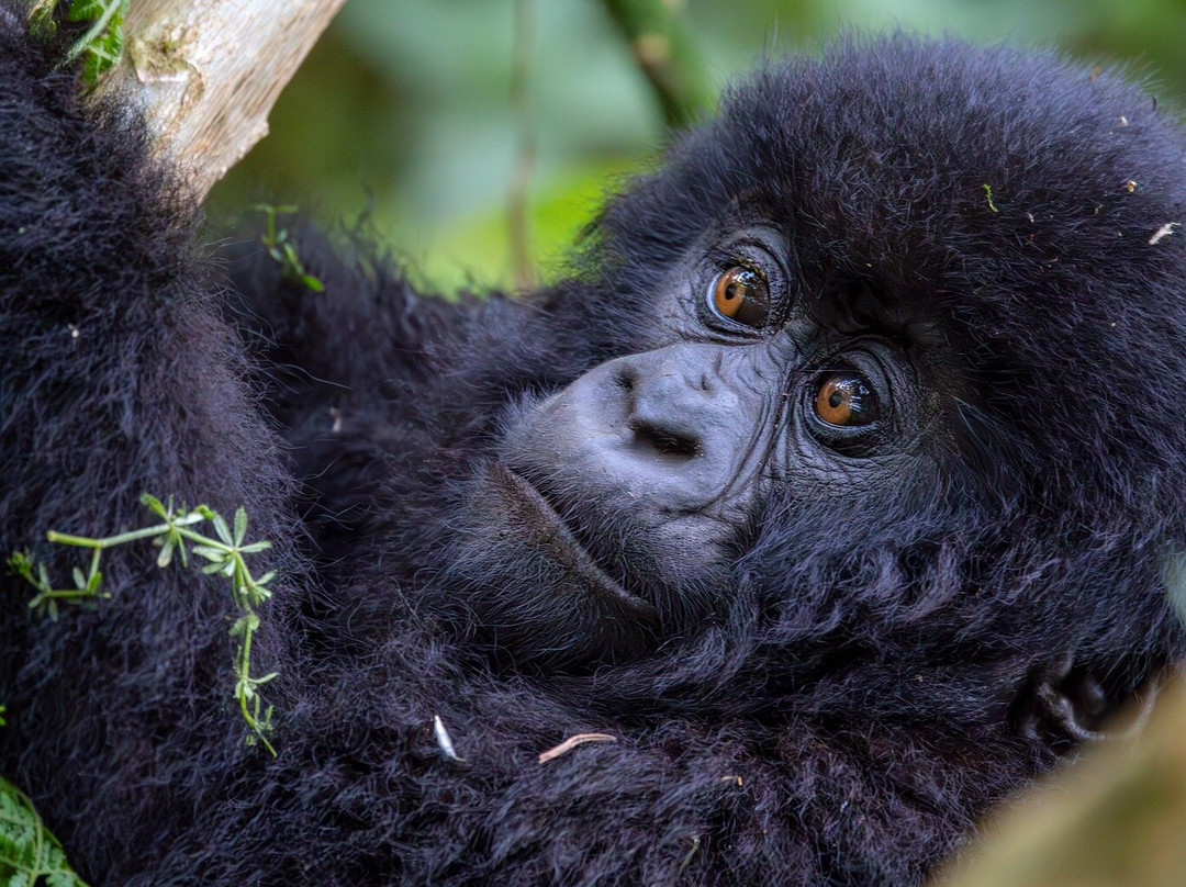 Volcanoes National Park Rwanda景点图片