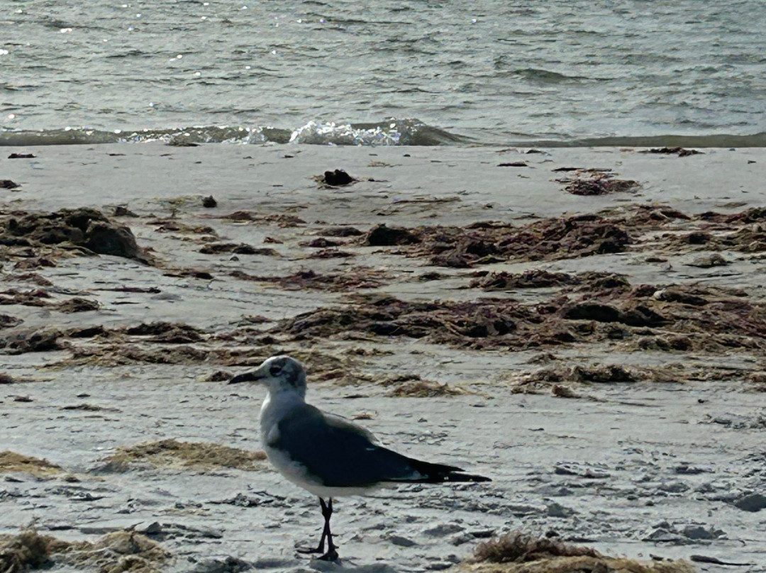 Bowditch Point Park-迈尔斯堡海滩必去景点