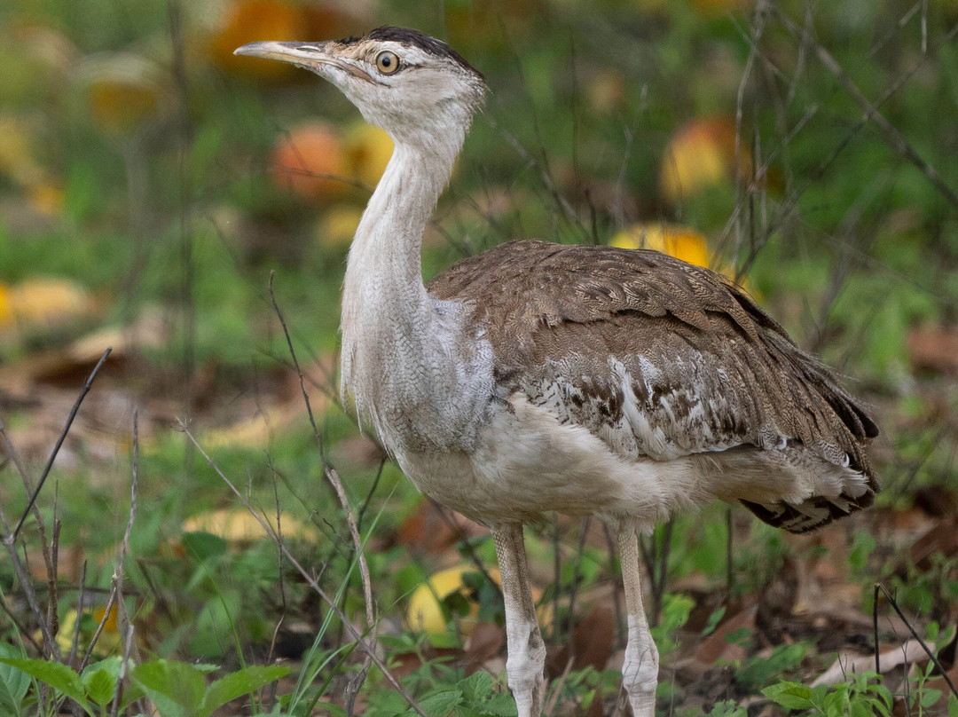 Fine Feather Tours-Mossman必去景点