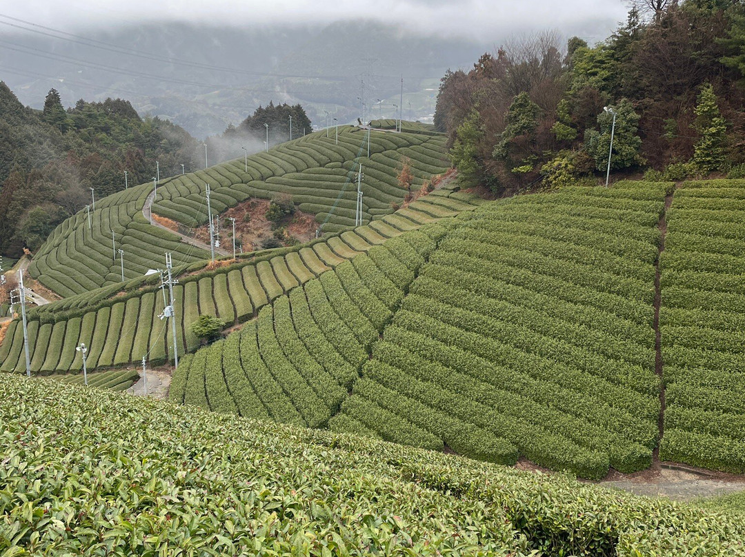 Kyoto Obubu Tea Farms-和束町必去景点