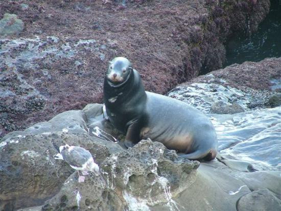 拉荷亚岩洞海岸-拉荷亚必去景点