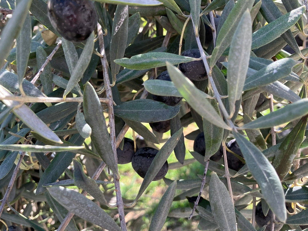 Cougar Vineyard & Winery-特曼库拉必去景点