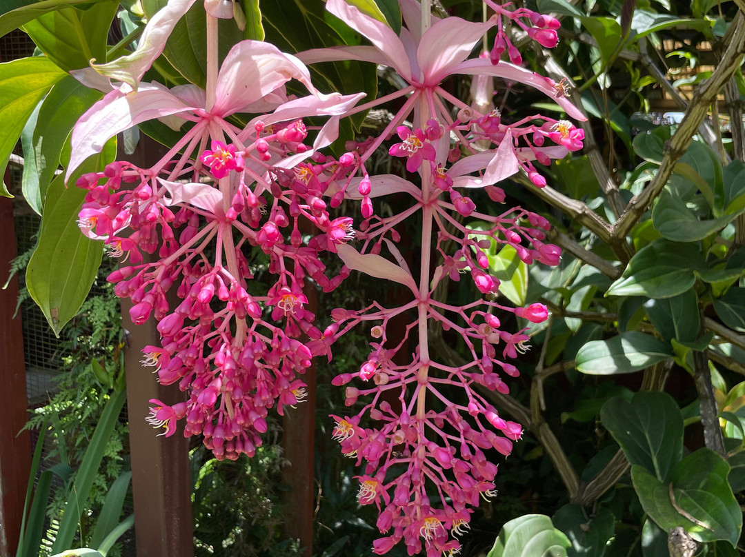 Paleaku Gardens Peace Sanctuary-库克船长必去景点