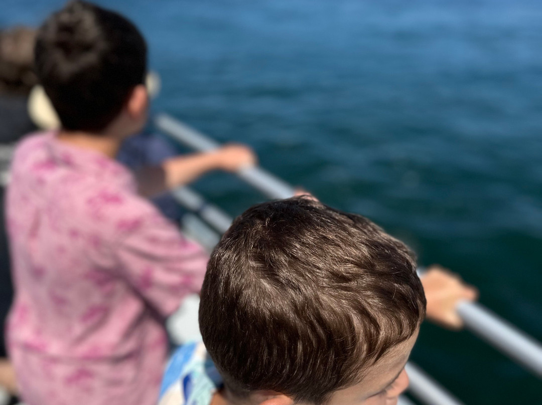 Legacy Whale Watch-圣地亚哥必去景点